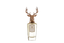 Dorasima